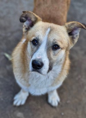 Pitzi möchte mit dir knuddeln Bild 4