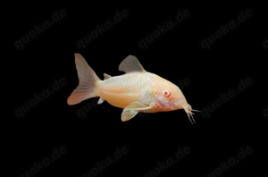 Albino Panzerwels Osteogaster aeneus 