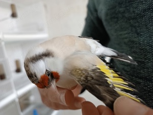 vogel
