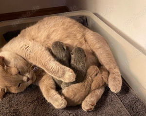 Deckkater BKH reinrassig in der Farbe Hell grau Bild 5