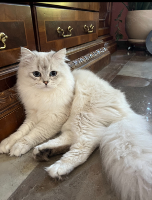 Wunderschöner BLH Deckkater NICHT ZU VERKAUFEN!