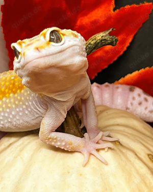 Wir können Vogelspinnen und Reptilien aufnehmen 