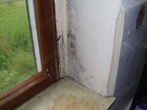 Schimmel - Gutachten in Döbeln plus Rosswein