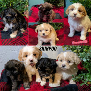shih Tzu