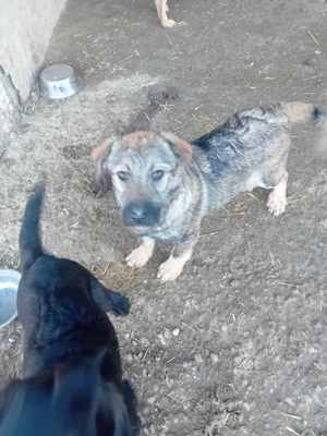 Amber sucht Plätzchen im Warmen Bild 2