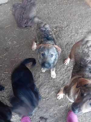 Amber sucht Plätzchen im Warmen Bild 3