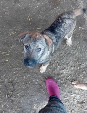 Amber sucht Plätzchen im Warmen Bild 5