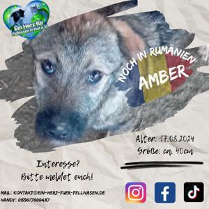 Amber sucht Plätzchen im Warmen Bild 6