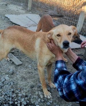 Lennox - ein Zuhause ist im lieber als das Tierheim Bild 5