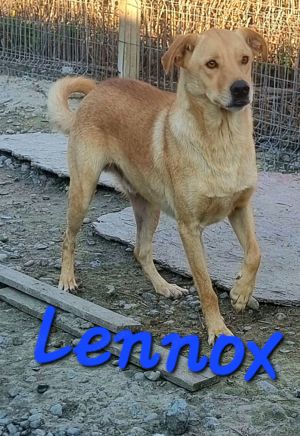 Lennox - ein Zuhause ist im lieber als das Tierheim Bild 4