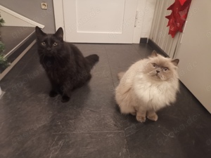 Neues Zuhause gesucht Perserkatze BKH Kater 