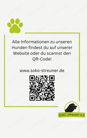 MIKRULI - Ruhig und verschmust wartet auf sein Ticket ins Glück Bild 5