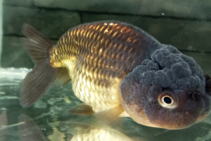 Ranchu Premium Schleierschwanz 12-14 cm gross und robust große Auswahl 