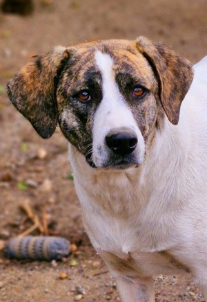 CHESTNUT - 1,5 Jahre, ca 45-50cm wünscht sich ein gemütliches Körbchen