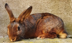 Gebe Kastanienbraune Lothringer von 25 ab
