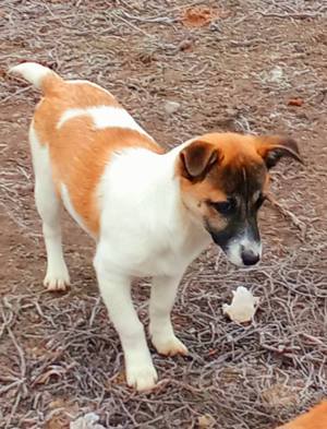 Simona, ein süsses Welpenmädchen, sucht ein liebevolles Zuhause