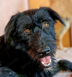 IGOR, ca 60cm, 1,5 Jahre, großer Zottel sucht liebevolles Zuhause