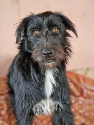 IGOR, ca 60cm, 1,5 Jahre sucht liebevolles Zuhause