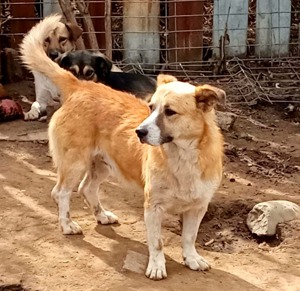 PITZI - ca 40cm, 4 Jahre sucht seine Würstchengeber