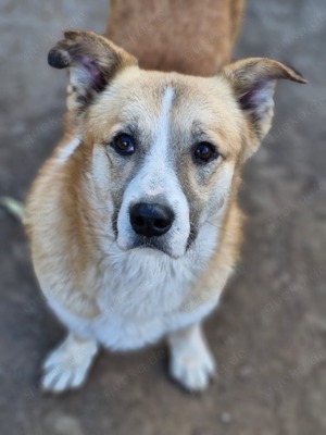 PITZI - ca 40cm, 4 Jahre sucht seine Würstchengeber