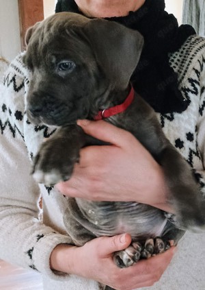 Cane Corso Welpen geboren am 29.11.2024