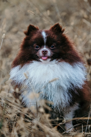 Pomeranian Deckrüde