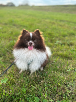 Pomeranian Deckrüde Bild 3