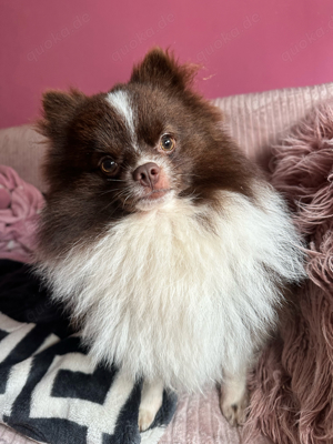 Pomeranian Deckrüde Bild 2