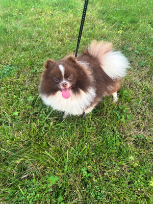 Pomeranian Deckrüde Bild 4