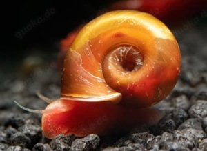 Rote Posthornschnecken (Planorbella duryi)