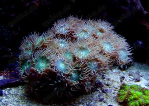 Korallenableger mit Versand- Duncanopsammia axifugia Bild 2