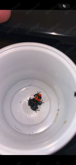 Ranitomeya Benedicta 0.0.5 Bild 2