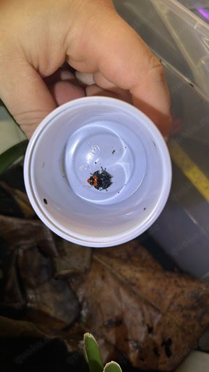 Ranitomeya Benedicta 0.0.5 Bild 3