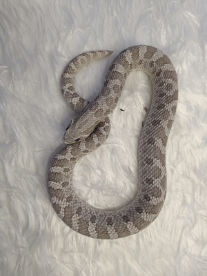 SUCHE 0,1 axanthic NZ22