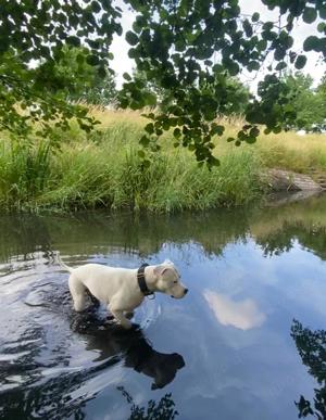 Rüde sucht ein Zuhause 