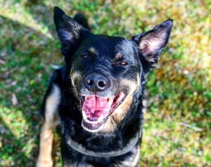 Willi sucht ein Für-Immer-Zuhause