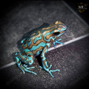 Dendrobate Auratus La Coca 