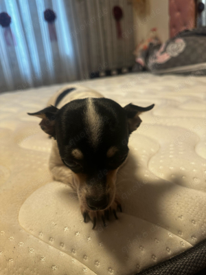 chiuahua hund 