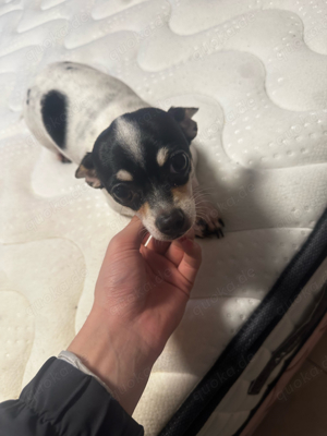 chiuahua Weibchen