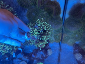 Euphyllia Glabrescens Golden Torch Korallen Bild 8