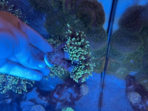 Euphyllia Glabrescens Golden Torch Korallen Bild 6