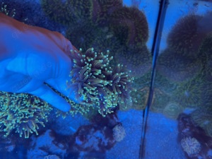 Euphyllia Glabrescens Golden Torch Korallen Bild 9