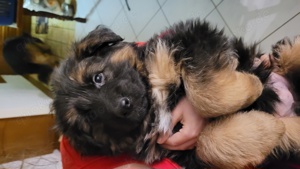 Deutsche Schäferhunde Welpen lange Haare 