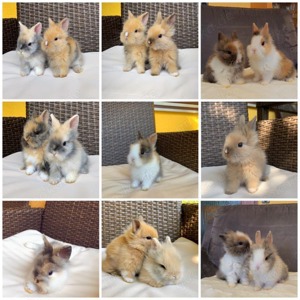 Süße Teddyzwergkaninchen 