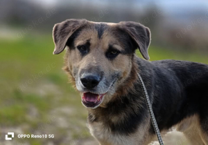 ANDREW    sucht sein Glück  Bild 2