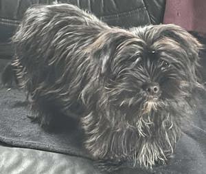 Yorkshire Terrier Mädchen Hündin Weibchen Dame dark chocolate (schwarz) seltene Farbe