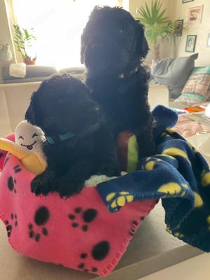 Labradoodle Welpen F1bb Bild 2