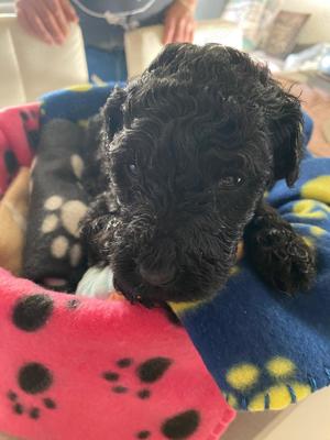 Labradoodle Welpen F1bb Bild 4
