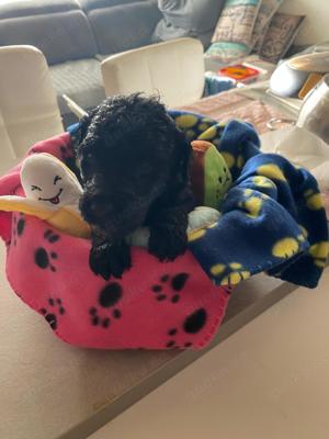 Labradoodle Welpen F1bb Bild 3