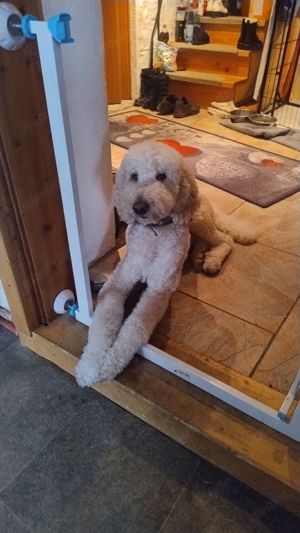 Labradoodle Welpen F1bb Bild 6
